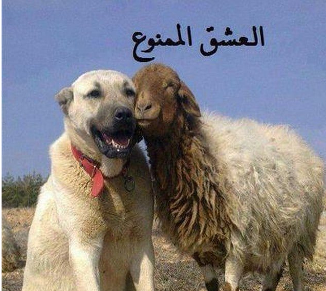 العشق الممنوع