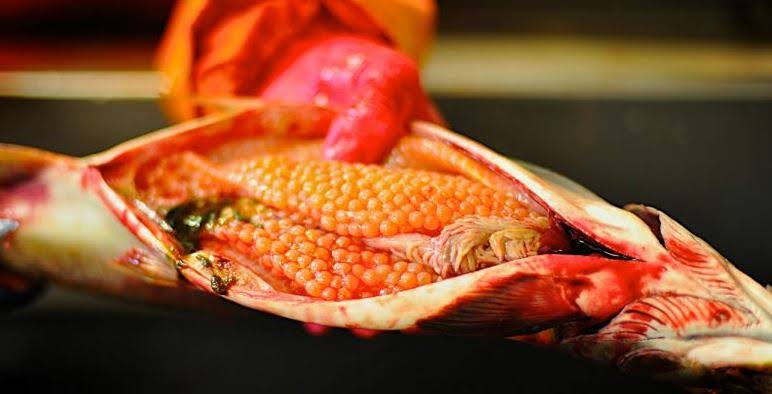 بيض السمك: تعرف على فوائده وقيمته الغذائية وأنواعه وطريقة تحضيره