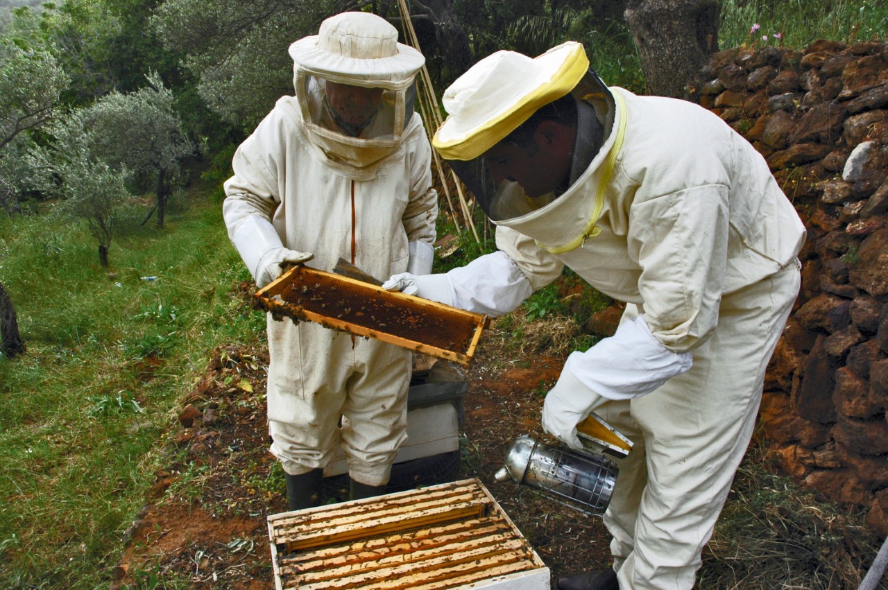 طريقة تربية النحل