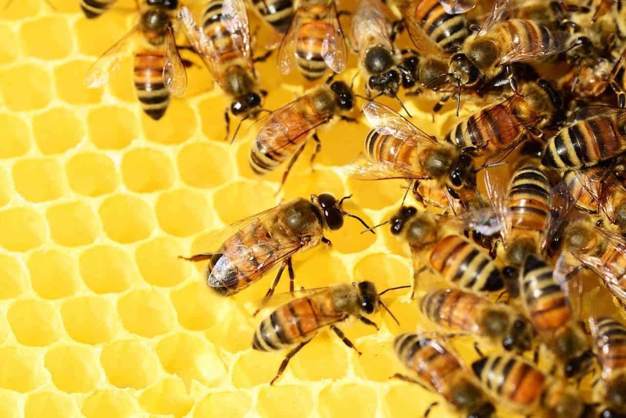 معلومات مفيدة عن تربية النحل