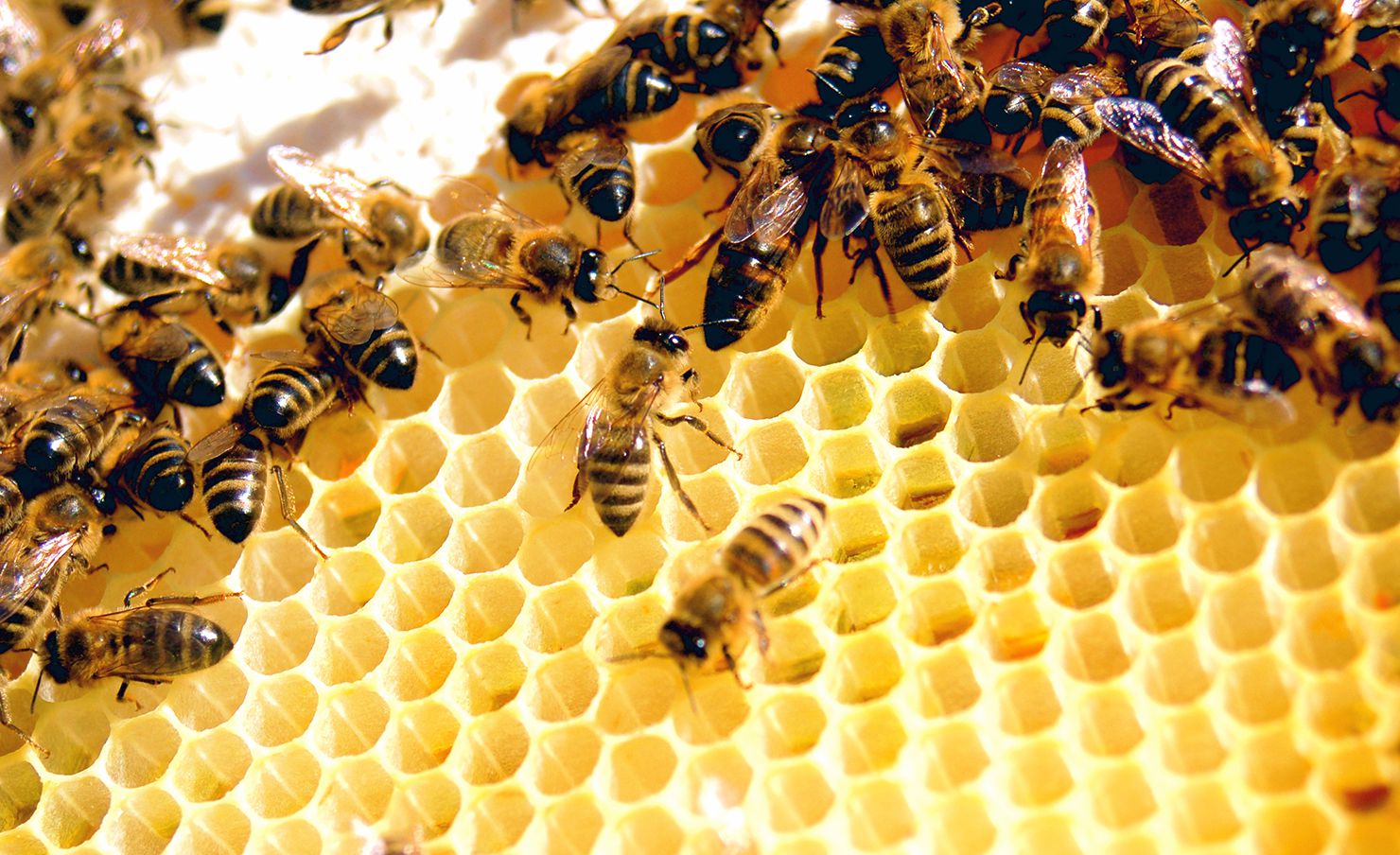 خلية النحل معلومات رائعة تعرفها لأول مرة عن النحل ووظائفه في الخلية