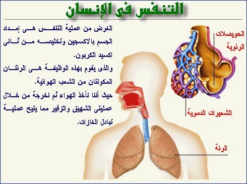 التنفس عند الانسان