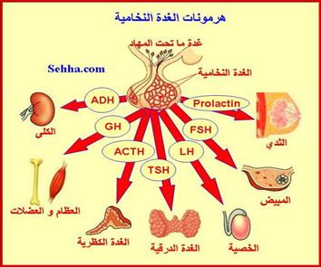 هرمون الحليب