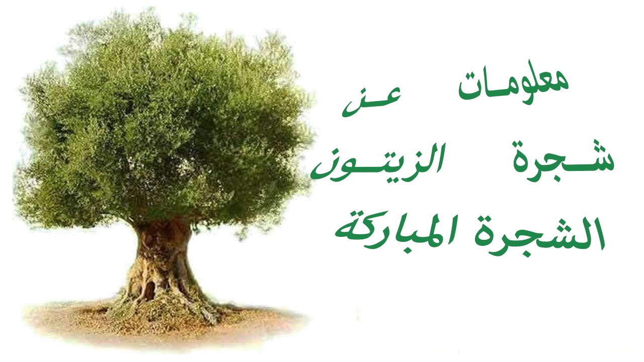 شجرة الزيتون معلومات مفيدة عن منشأها واهمية زيت الزيتون واستخداماته 6-3