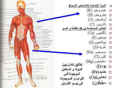 معلومات طبيه غريبه ومفيده عن جسم الانسان