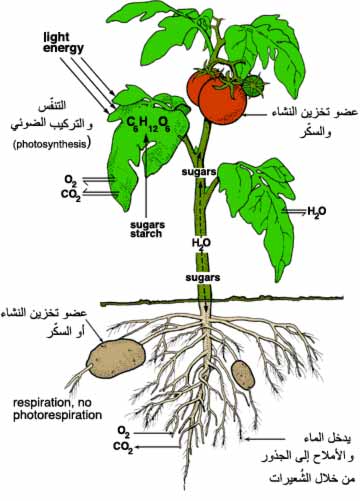 التركيب الضوئي وأهميته للنبات ونتائجه وكل ما يتعلق به بشكل علمي مفصل