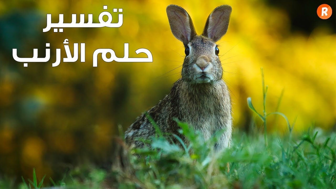 تفسير حلم الارنب في المنام و ما هي دلالاته بالتفصيل