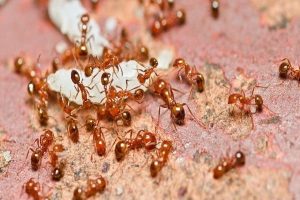تفسير حلم النمل الابيض