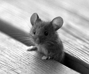تفسير حلم الفئران بالتفصيل لابن سيرين و النابلسي