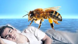 تفسير حلم النحل يلسع