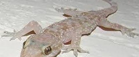 تفسير حلم البرص في المنام