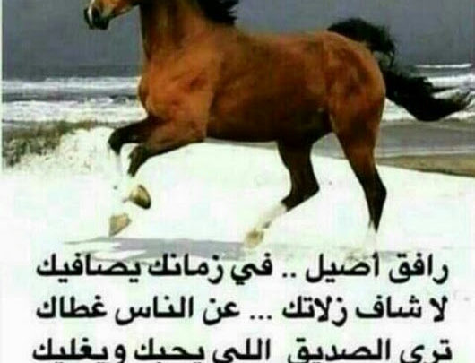 رافق الأصيل