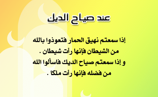 صياح الديك