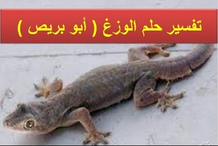 تفسير حلم الوزغ