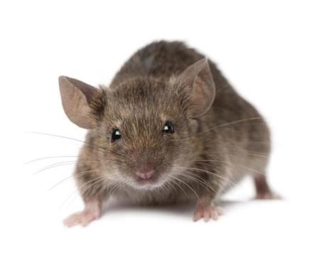 تفسير حلم الفأر في المنام وكافة دلالات هذه الرؤية