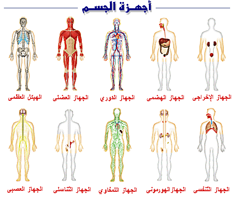 معلومات عامة عن جسم الانسان
