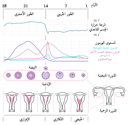 معلومات عن الدورة الشهرية