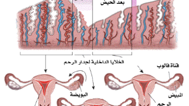 معلومات عن الدورة الشهرية