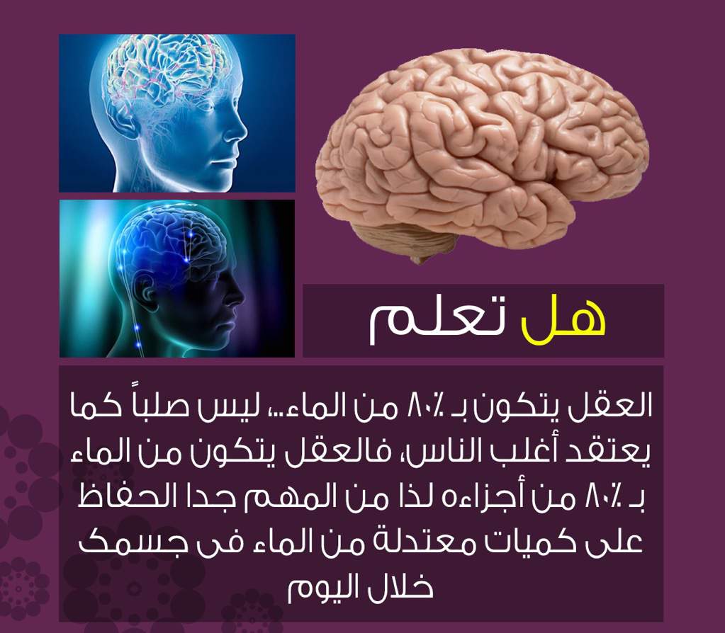 معلومات عن العقل البشري