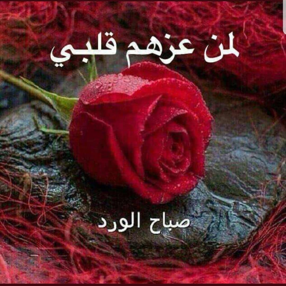تويتر صباح الورد