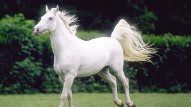 صورة لحصان أبيض