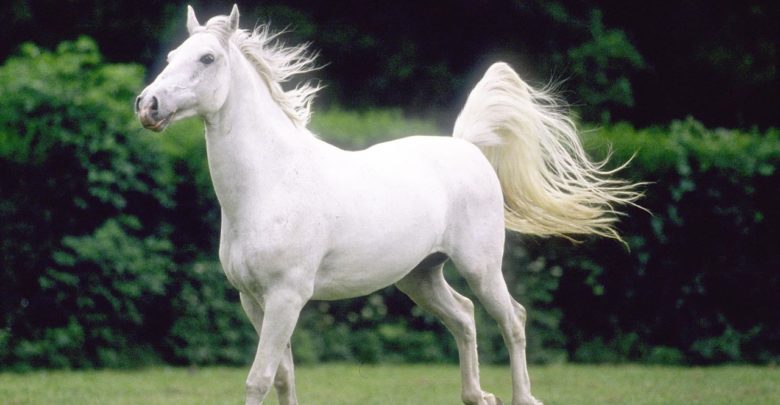 صورة لحصان أبيض