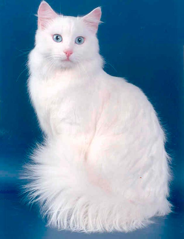 صورة قطة بيضاء