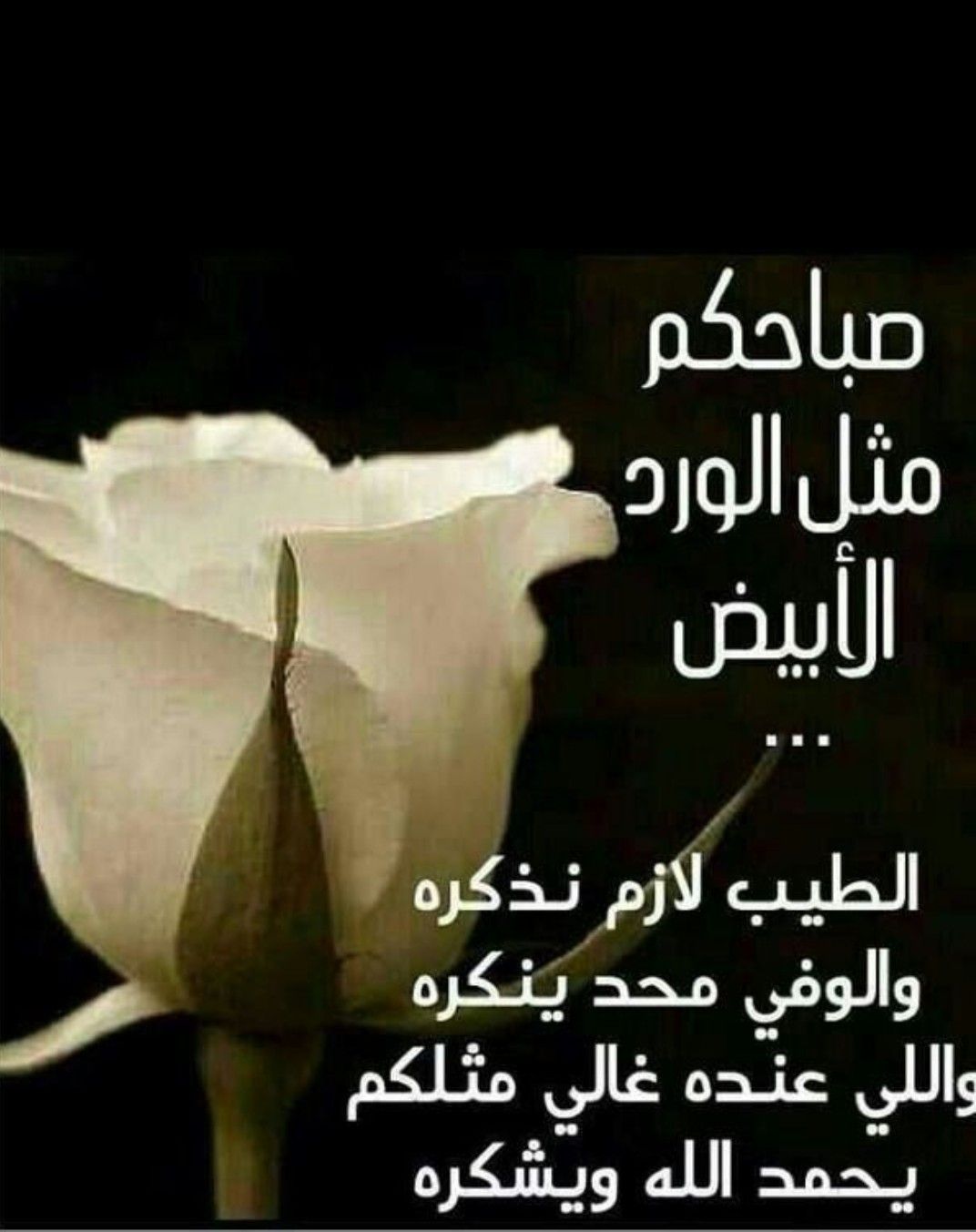 صباحكم أبيض مثل الورد