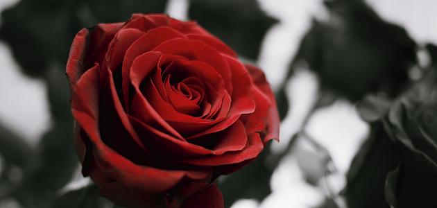 الورد الجوري من اجمل الورود في العالم ويتميز بلونه