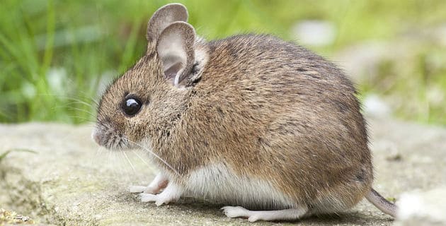 صورة لفأر
