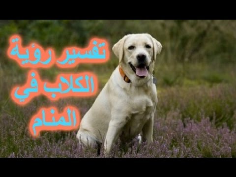 رؤية الكلب في المنام