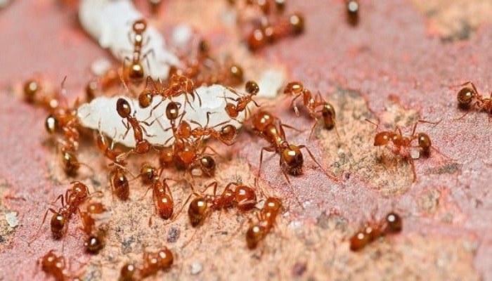 رؤية النمل في المنام