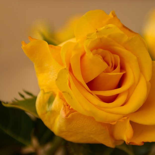 كلمات عن الورد الأصفر وجمال الطبيعة سبحان الخالق