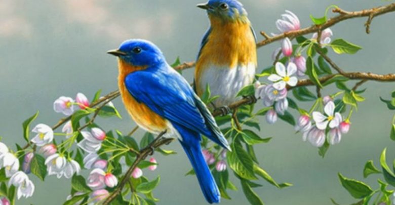 صورة لعصافير ملونة فوق الشجرة