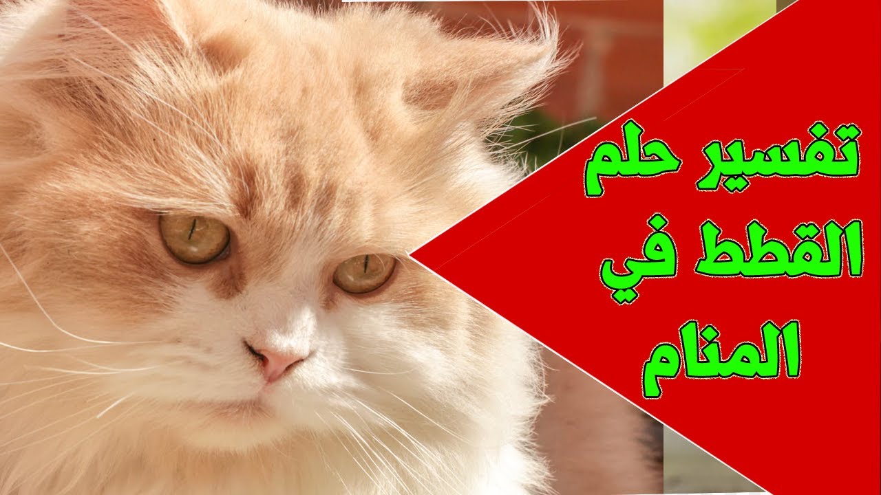 ثعلبة القطط