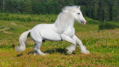 صورة لحصان ابيض