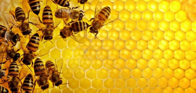 لغة النحل من اكثر اللغات تعقيدا على الارض