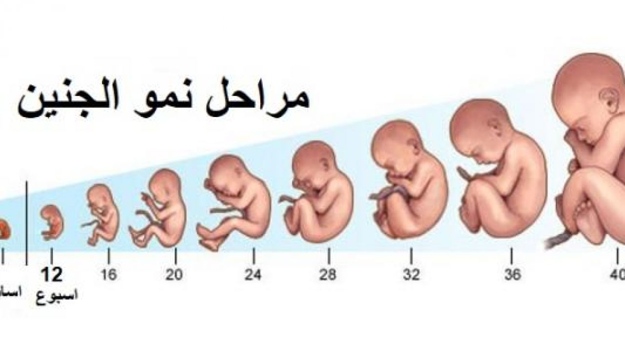 مراحل نمو الجنين من الشهر الأول إلى الشهر التاسع