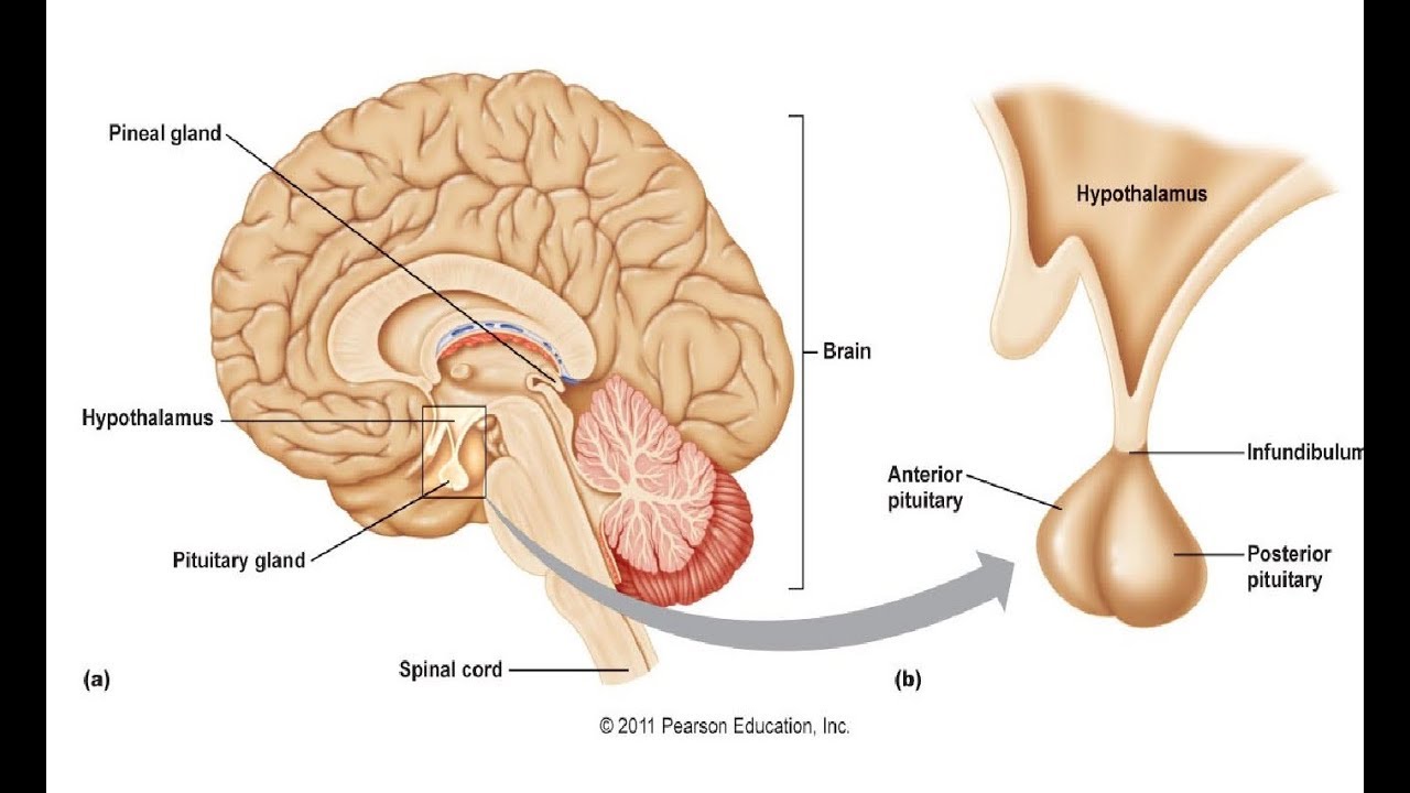 تشريح الغدة النخامية