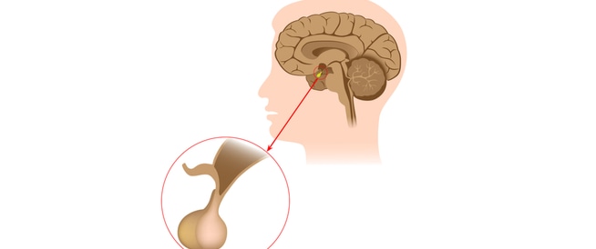 الغدة النخامية