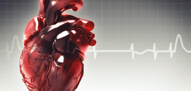القلب هو المسؤول عن ضخ الدم الى جميع اجزاء الجسم