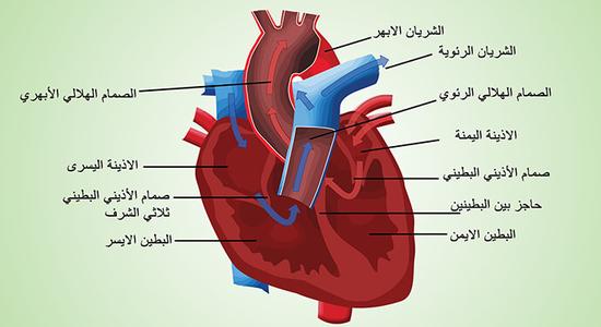 صورة توضح تكوين القلب
