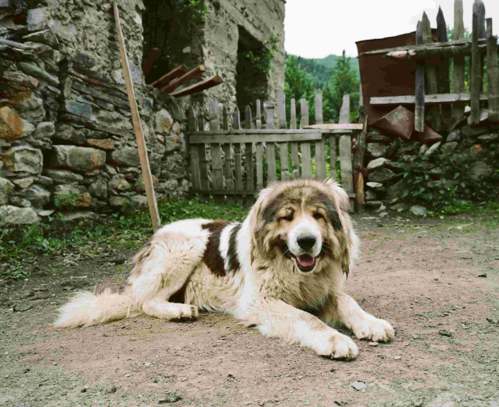 يتم استعمال كلاب الكوكيجن في حراسة المزارع و المواشي من الحيوانات المفترسة