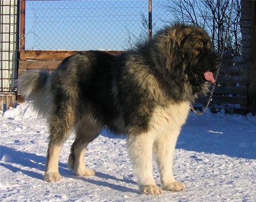يشتهر هذا النوع من الكلاب اكثر في روسيا