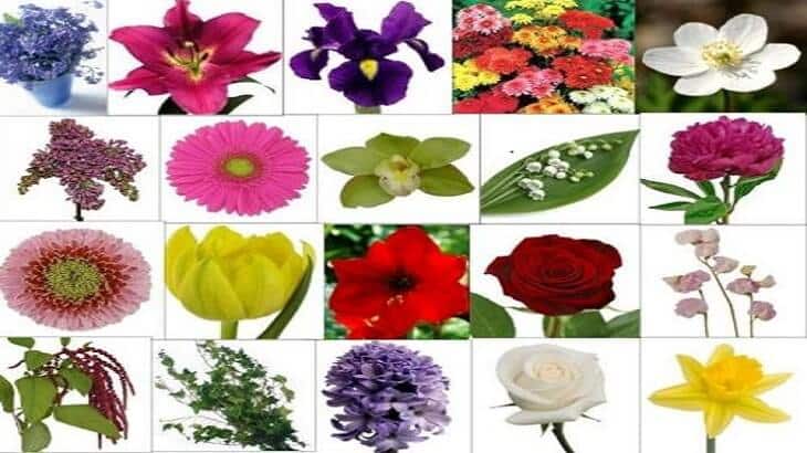 يوجد حول العالم حوالي 400 الف نوع من الورود