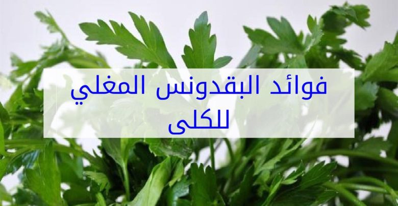 فوائد البقدونس للكلى