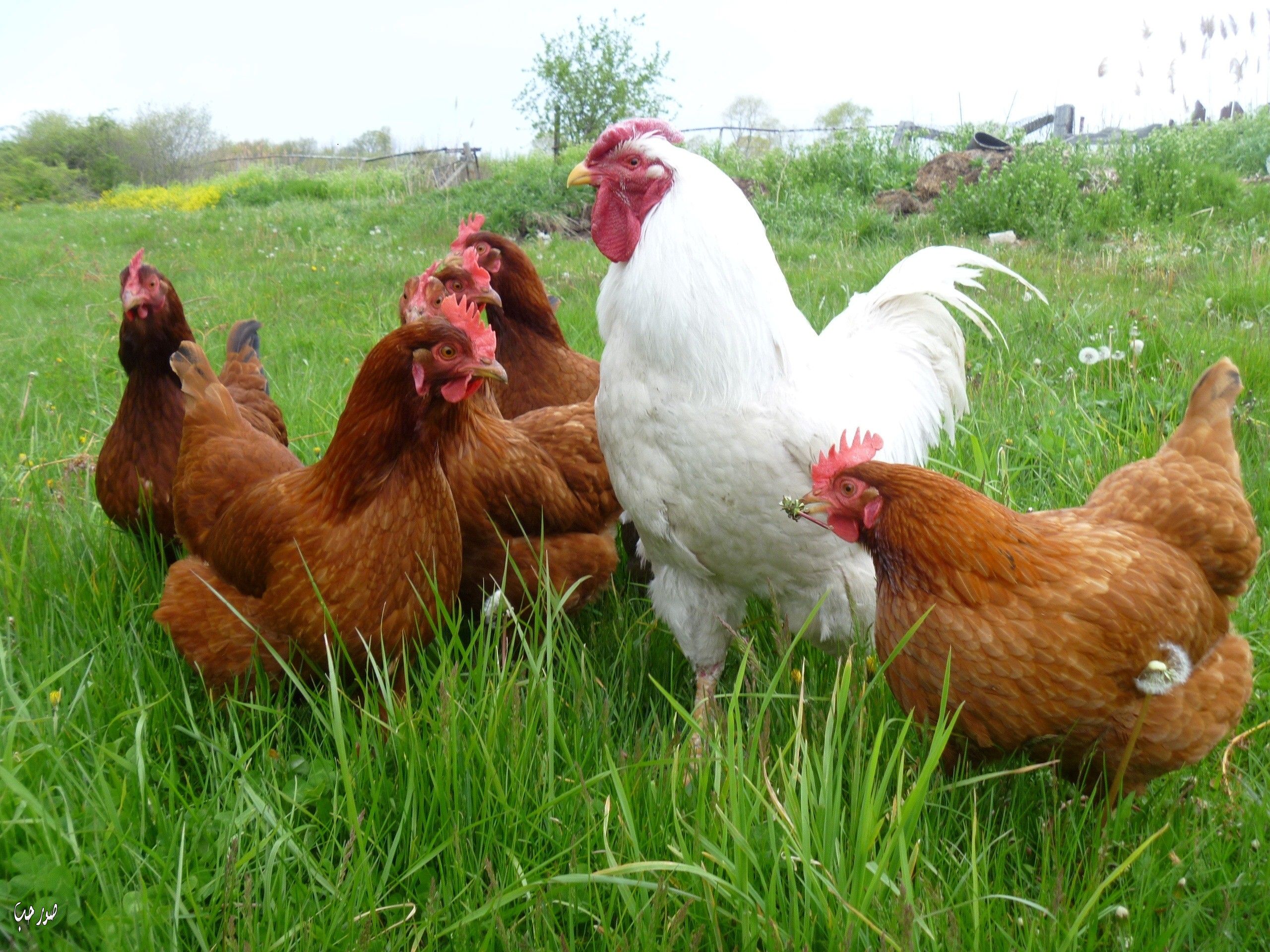 صورة دجاج بالمزرعة