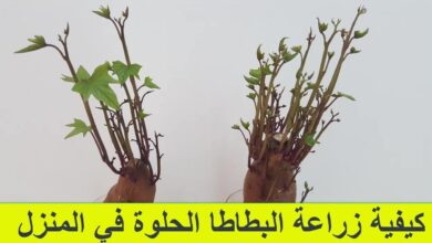 البطاطا