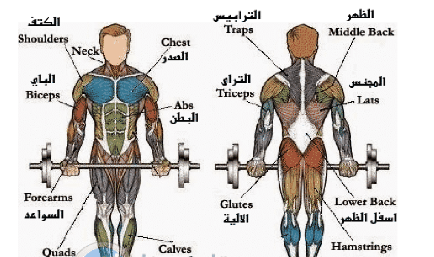 عضلات كمال الأجسام