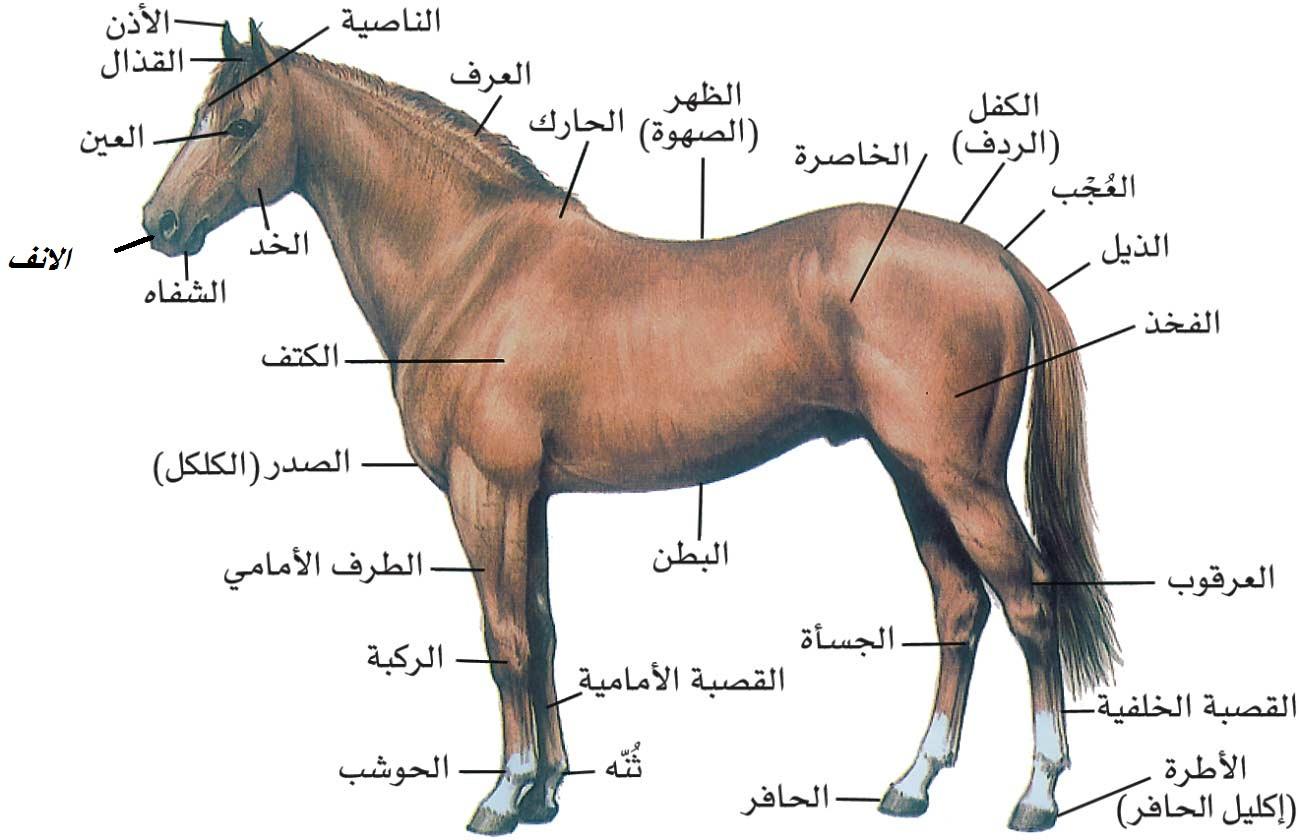 شرح جسد الحصان